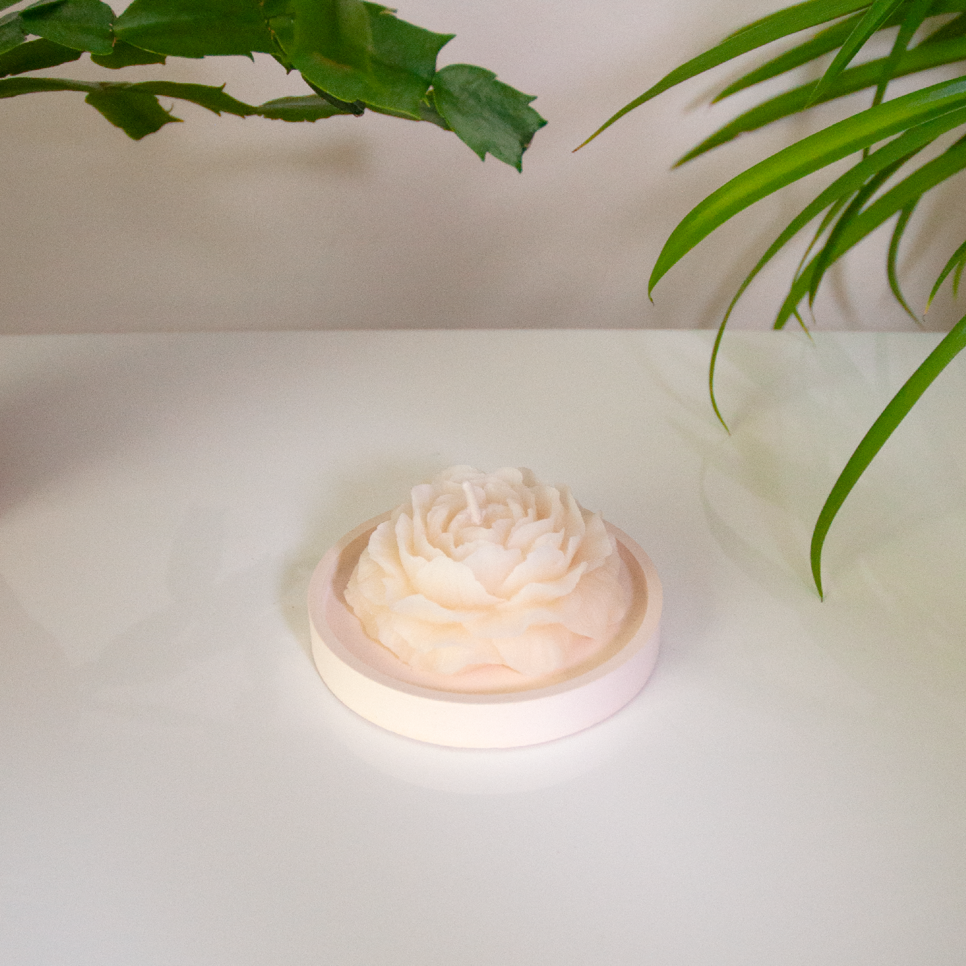 PIVOINE – Bougie parfumée en cire d’abeille blanche colorée naturellement