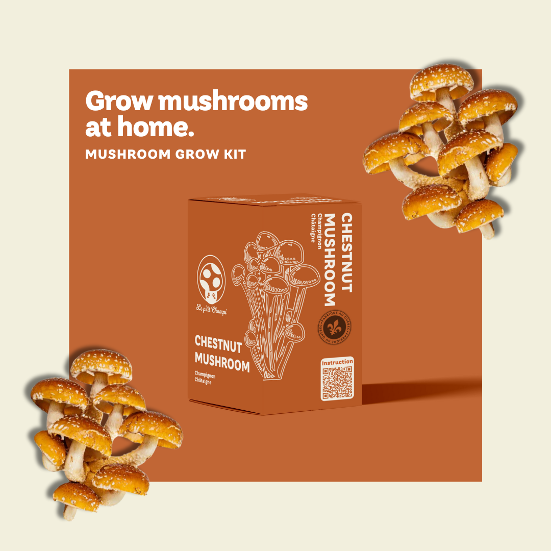 Kit de culture de champignon Châtaigne