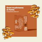 Kit de culture de champignon Châtaigne