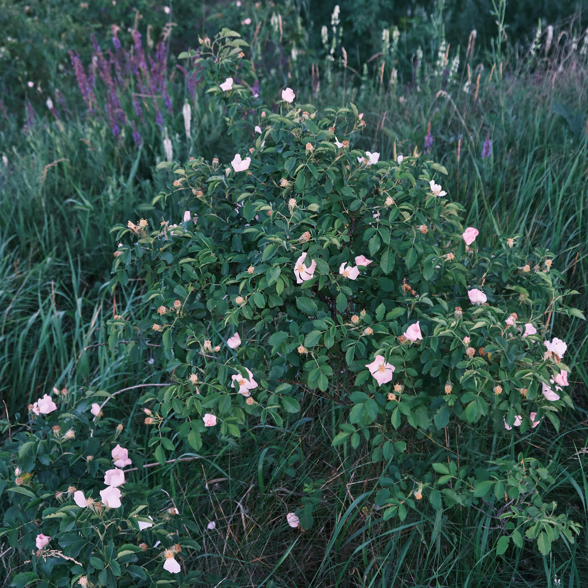 Semences - Rosier inerme