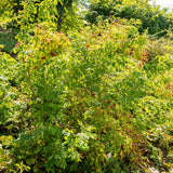Semences - Rosier inerme