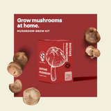 Kit de culture de champignon Shiitake