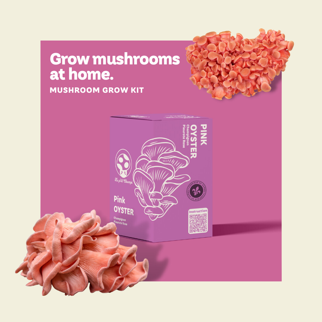 Kit de culture de champignon Pleurote rose