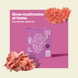 Kit de culture de champignon Pleurote rose