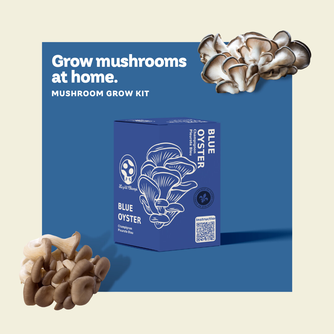Kit de culture de champignon Pleurote bleu