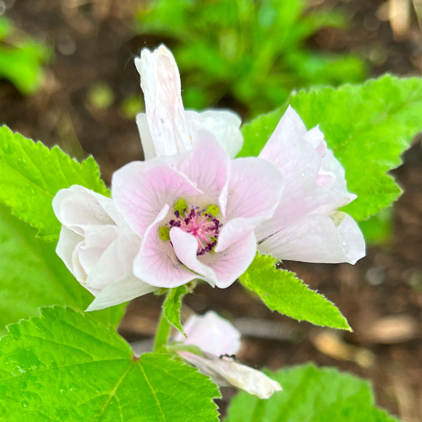 Semences - Guimauve officinale