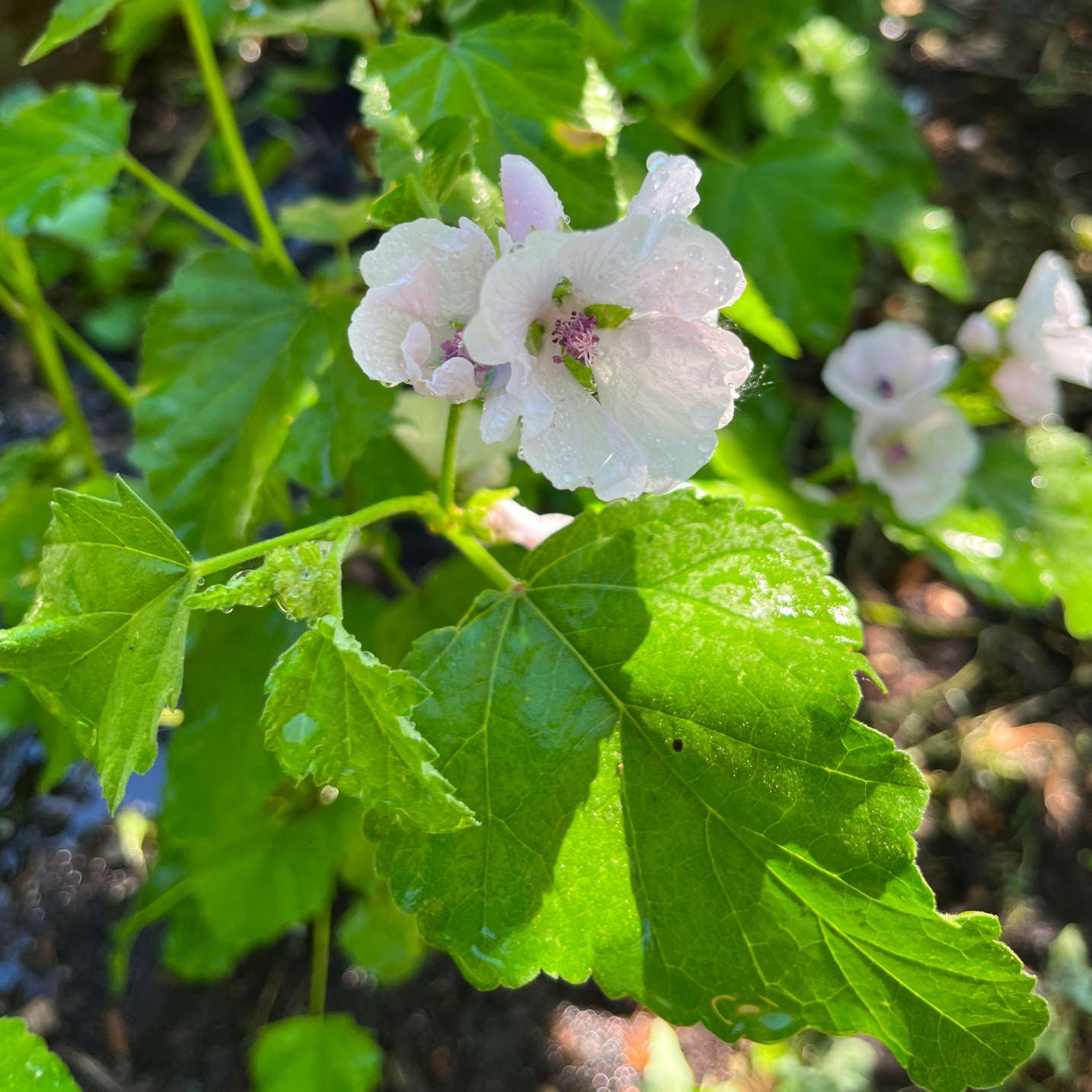 Semences - Guimauve officinale
