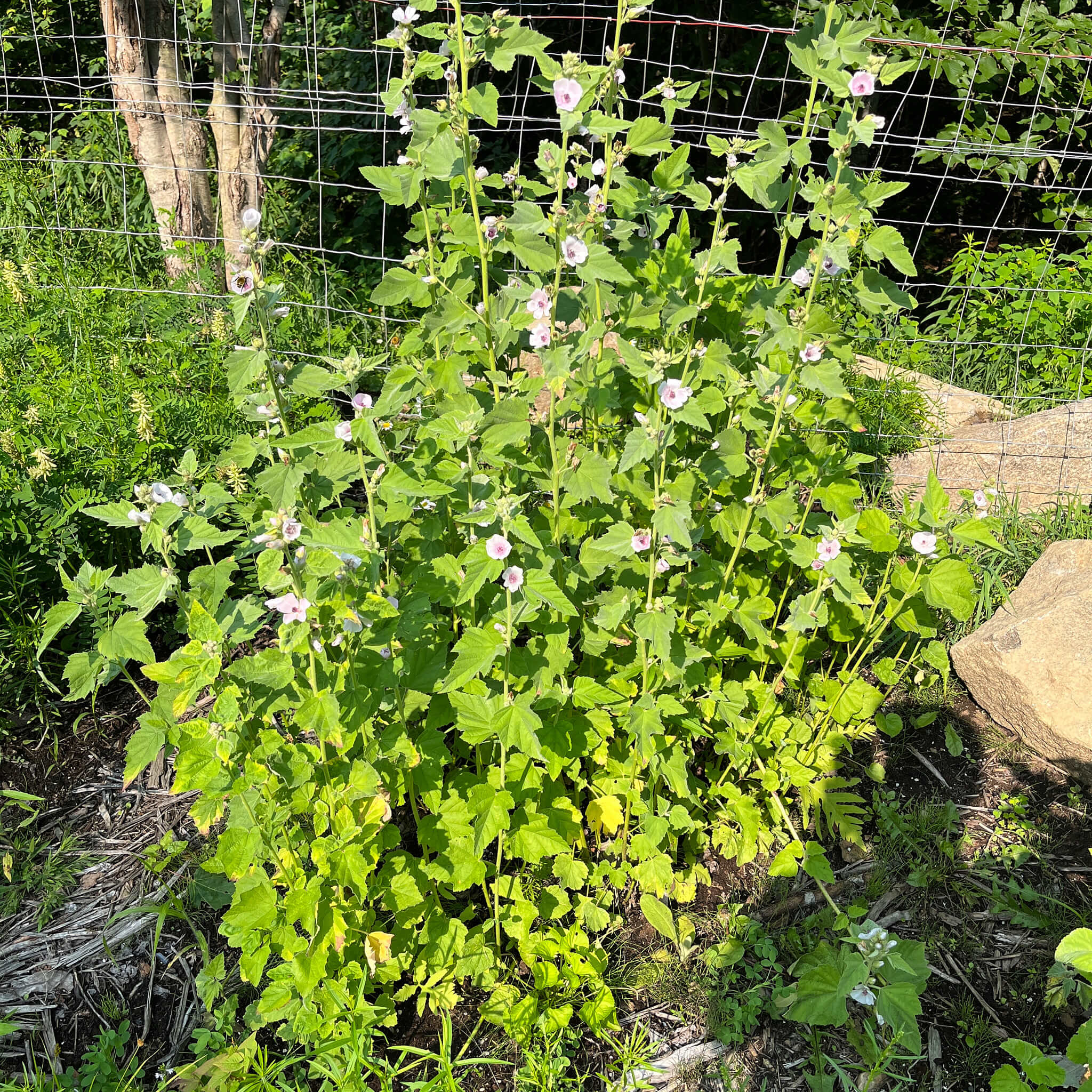 Semences - Guimauve officinale