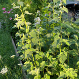 Semences - Guimauve officinale