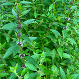 Semences - Menthe du Canada