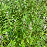 Semences - Menthe du Canada