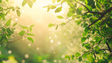 Notre mission, faciliter la reconnection de l'humain au vivant, image d'ambiance en nature, avec feuillage et lumière douce du soleil