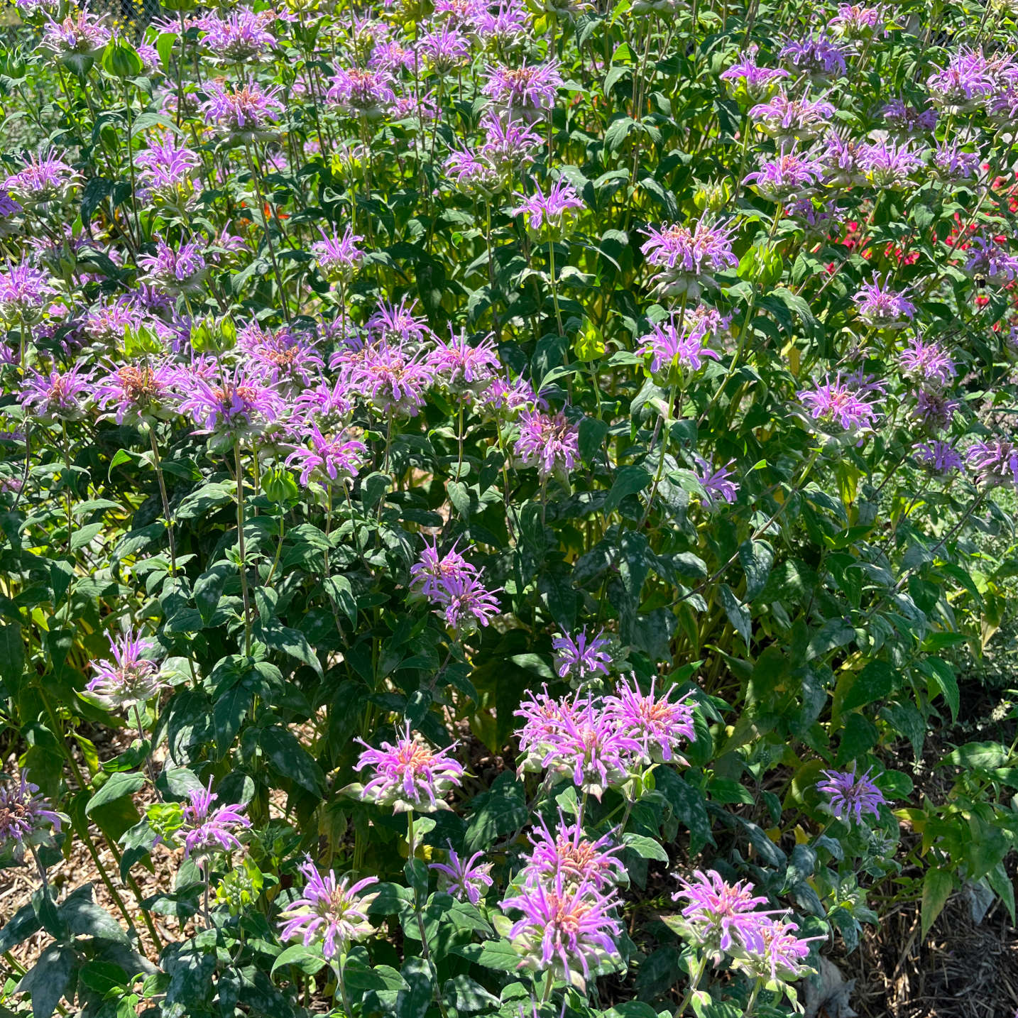 Semences - Monarde fistuleuse