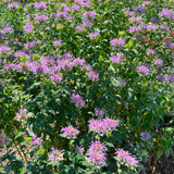 Semences - Monarde fistuleuse