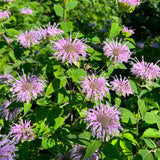 Semences - Monarde fistuleuse