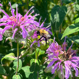Semences - Monarde fistuleuse