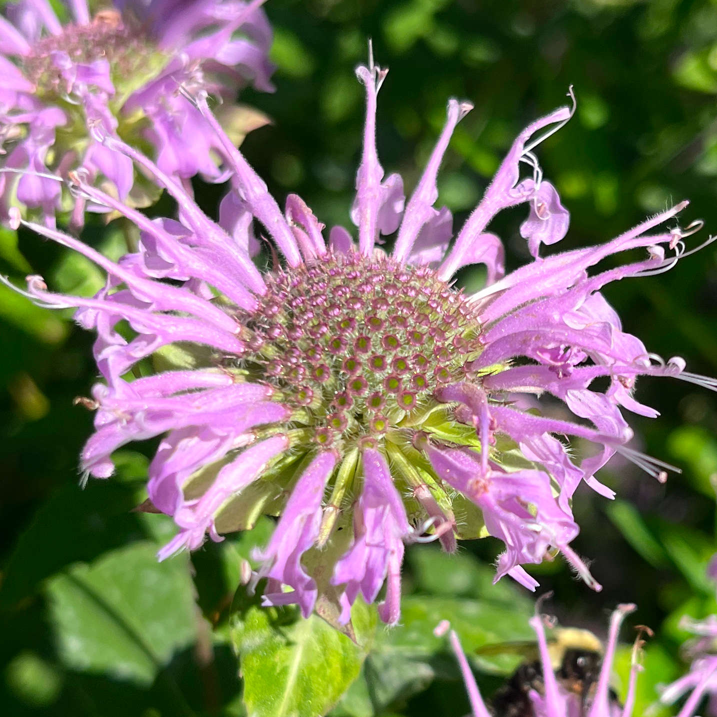 Semences - Monarde fistuleuse
