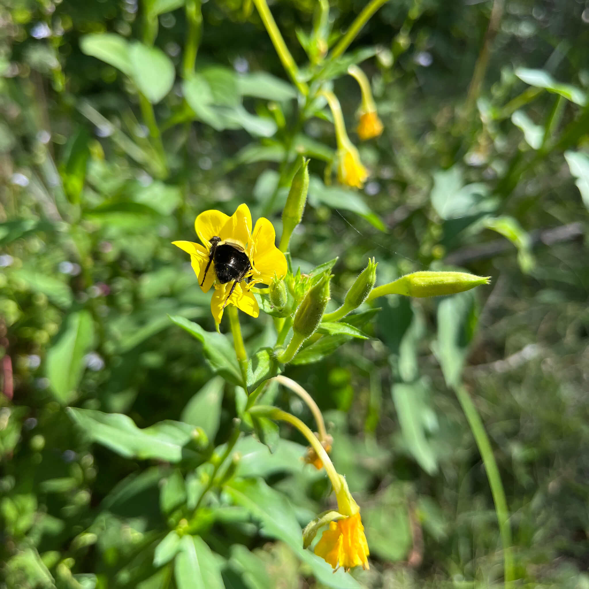 Semences - Onagre bisannuelle