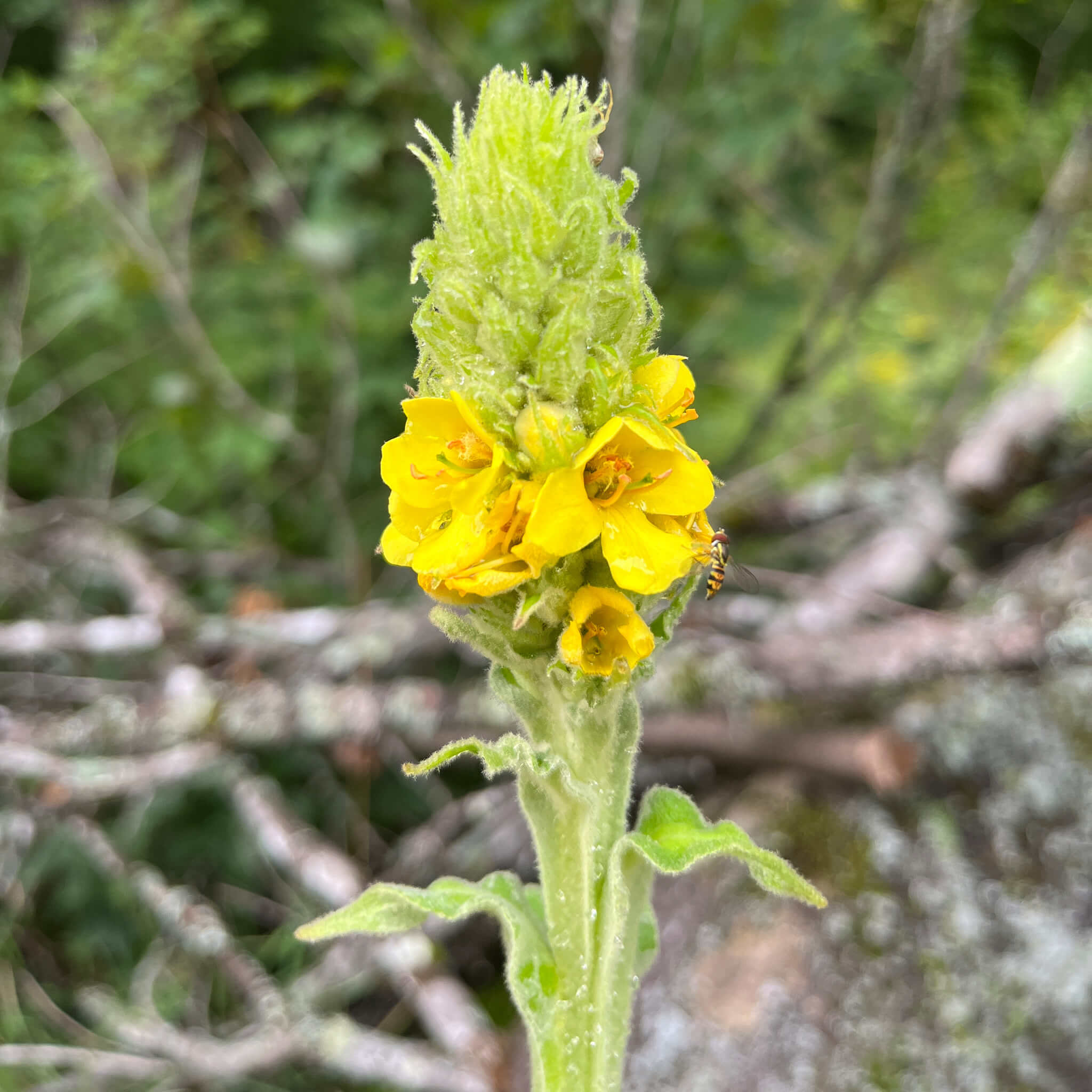 Semences - Onagre bisannuelle