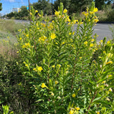 Semences - Onagre bisannuelle