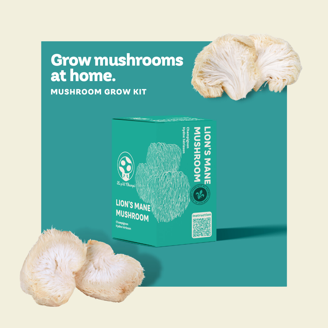 Kit champignon Hydne Hérisson Le Petit Champi - cultiver ses champignons à la maison, autosuffisance Maison Kunda