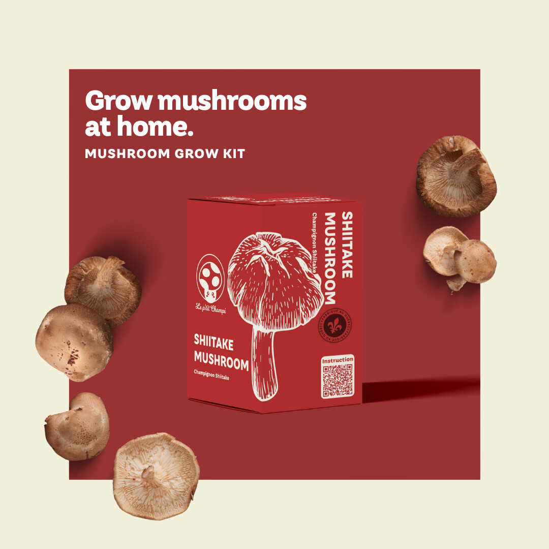 Kit champignon Shiitake Le Petit Champi - cultiver ses champignons à la maison, autosuffisance Maison Kunda