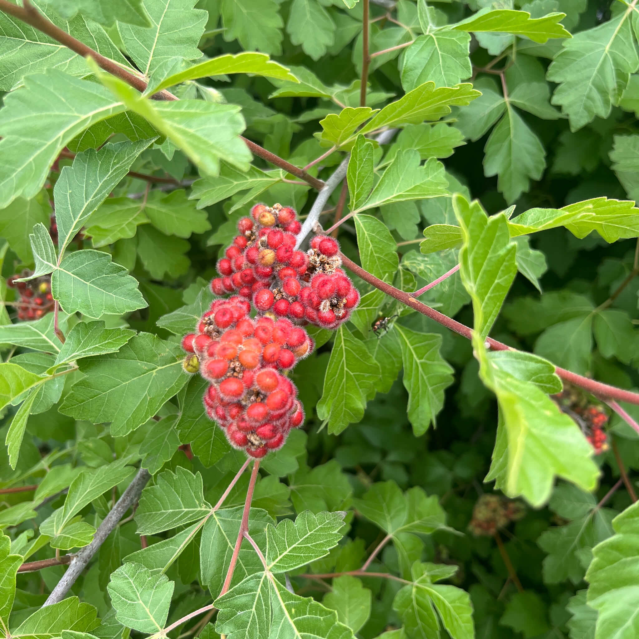 Semences - Sumac aromatique