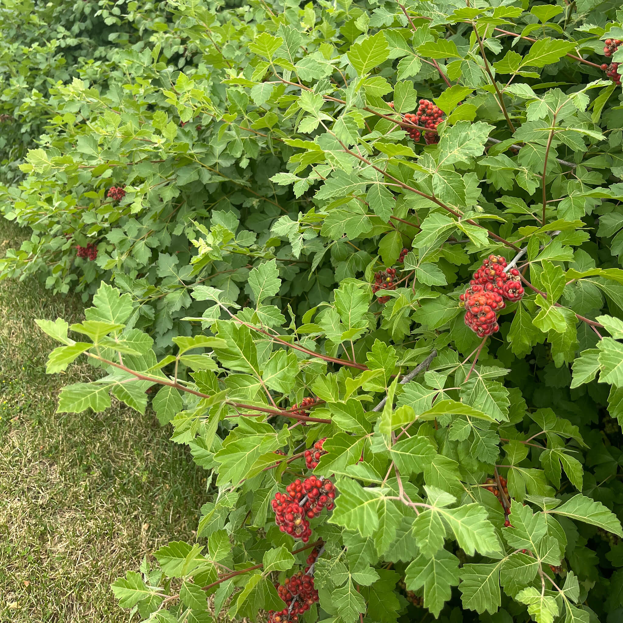 Semences - Sumac aromatique