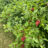 Semences - Sumac aromatique