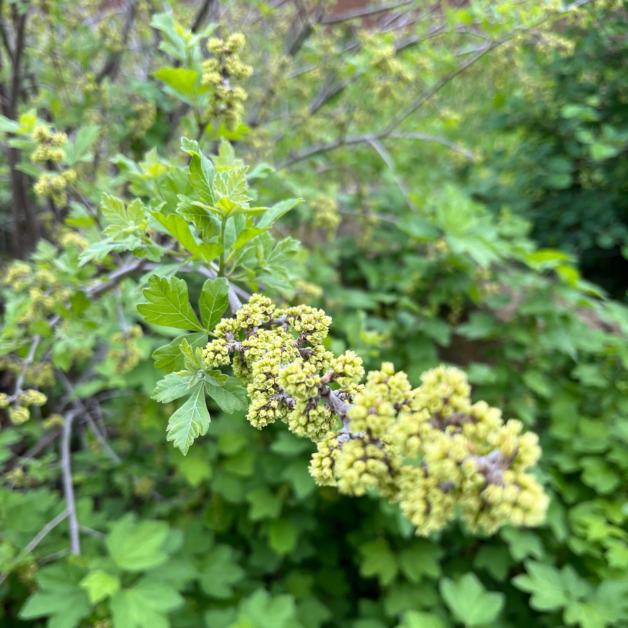 Semences - Sumac aromatique