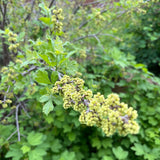 Semences - Sumac aromatique