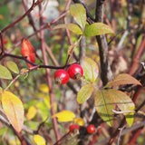 Semences - Rosier palustre