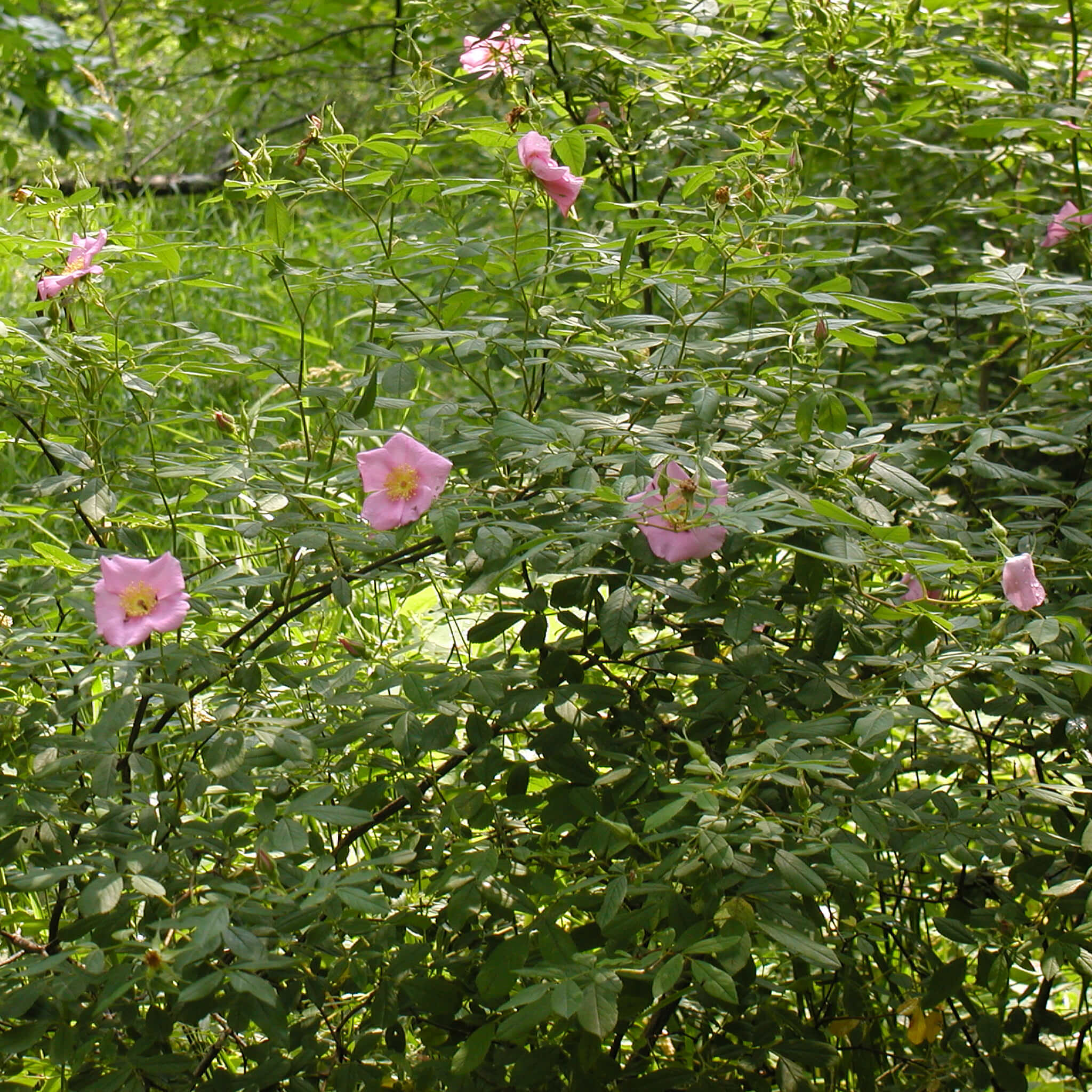 Semences - Rosier palustre