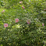 Semences - Rosier palustre